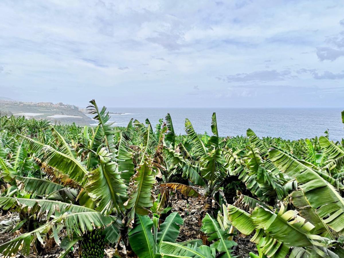 Banana Paradise Ла Оротава Екстериор снимка